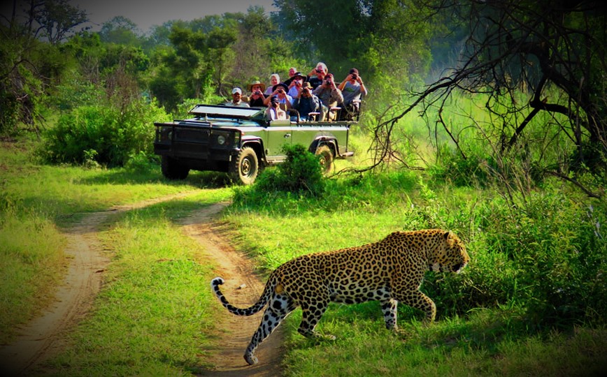Jungle safari