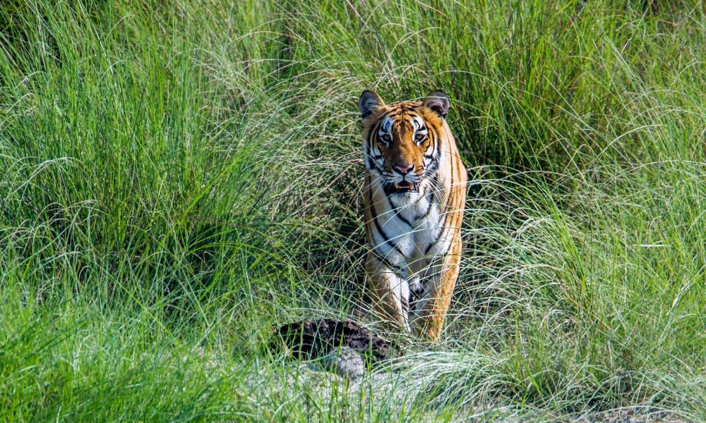 Bardiya National Park Safari